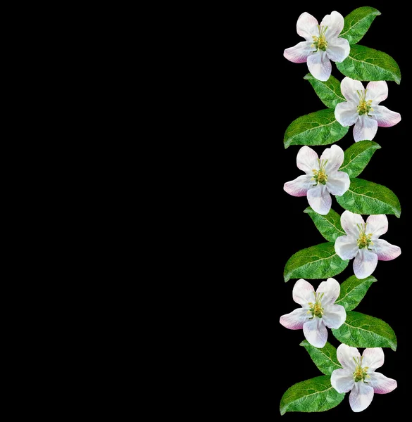 Witte appel bloemen tak — Stockfoto
