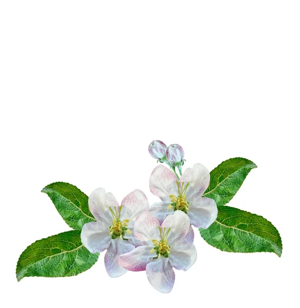 Witte appel bloemen tak — Stockfoto