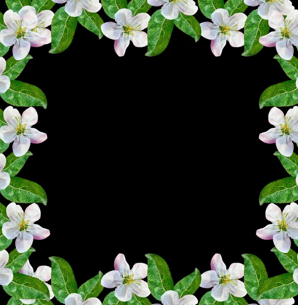 Rama de flores de manzana blanca — Foto de Stock