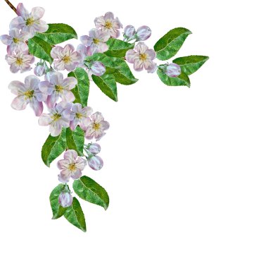 Beyaz elma çiçekleri dalı 