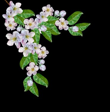 Beyaz elma çiçekleri dalı 