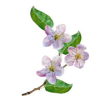 Beyaz elma çiçekleri dalı 