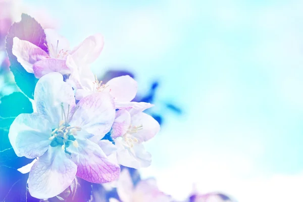 Paesaggio primaverile. Melo fiorito. Primavera giardino fiorito . — Foto Stock