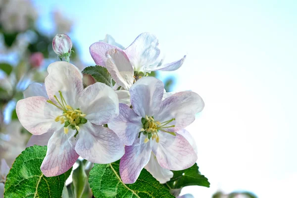 Paisaje de primavera. manzano floreciente. Jardín con flores de primavera . — Foto de Stock