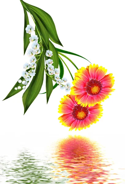 Bouquet of colorful flowers of Gaillardia. delicate flowers isol — Stock Photo, Image