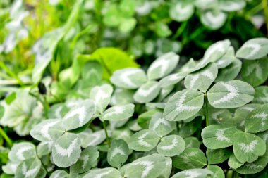 Yeşil yonca bir arka plan yaz manzara üzerinde bırakır. St.Patrick