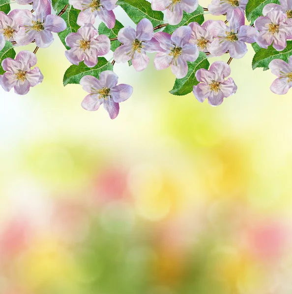 Våren landskap. Blommande äppelträd. Vår blommande trädgård. — Stockfoto