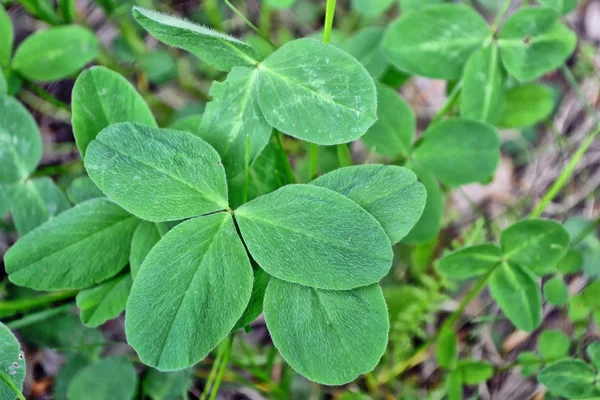 Grön växt av släkten Trifolium lämnar på en bakgrund sommar landskap. St.Patrick — Stockfoto