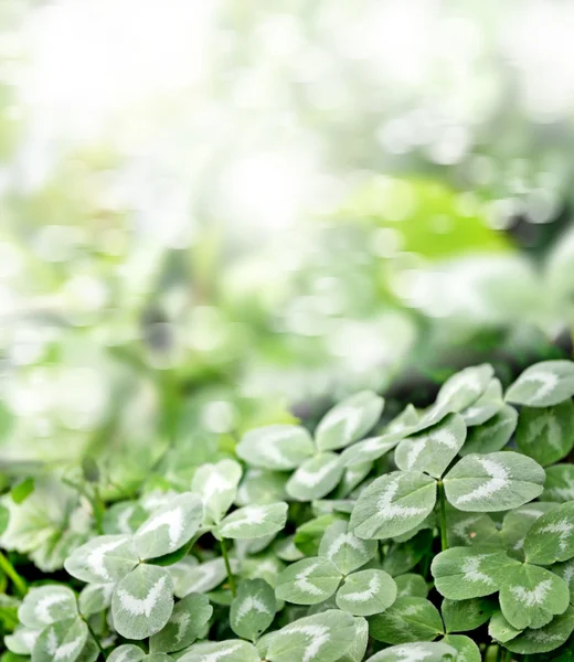 Zielona koniczyna liść na tle krajobraz lato. St.Patrick — Zdjęcie stockowe