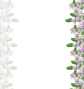 Beyaz elma çiçekleri dalı 