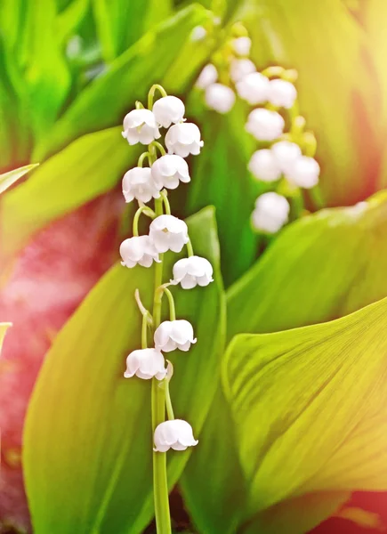 Voorjaarslandschap. bloemen lelie van de vallei — Stockfoto