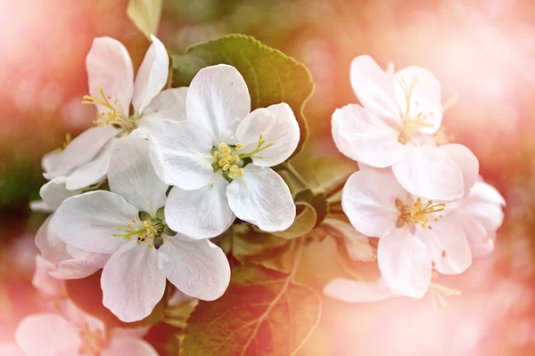 Paisaje de primavera. manzano floreciente. Jardín con flores de primavera . — Foto de Stock