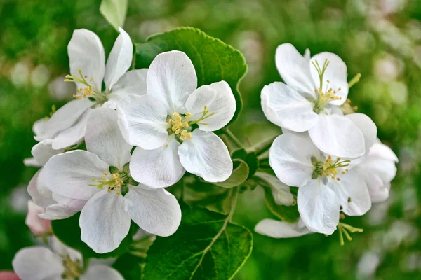 Paisaje de primavera. manzano floreciente. Jardín con flores de primavera . — Foto de Stock