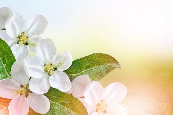 Paisaje de primavera. manzano floreciente. Jardín con flores de primavera . — Foto de Stock