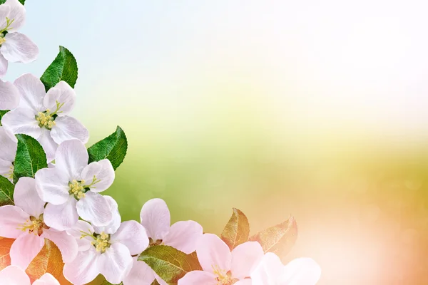 Frühlingslandschaft. blühender Apfelbaum. Frühjahrsblühender Garten. — Stockfoto