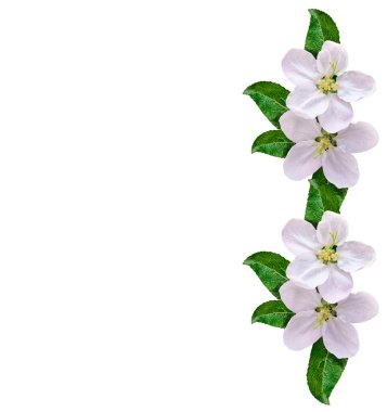 Beyaz elma çiçekleri dalı 