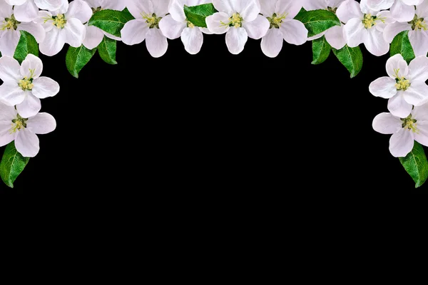 Schöne zarte weiße Blüten der Apfelblüte isoliert auf bl — Stockfoto