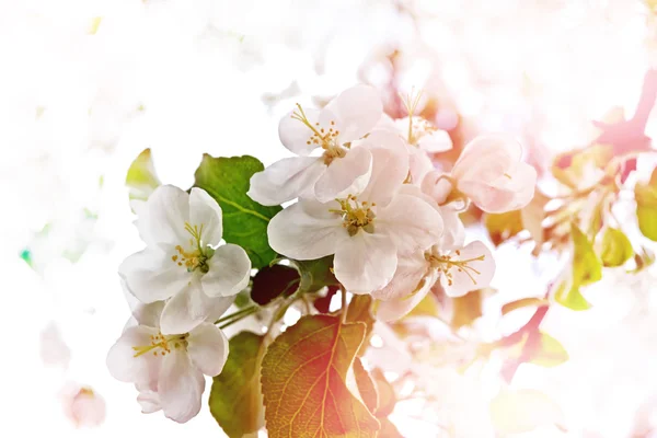 Frühlingslandschaft. blühender Apfelbaum. Frühjahrsblühender Garten. — Stockfoto