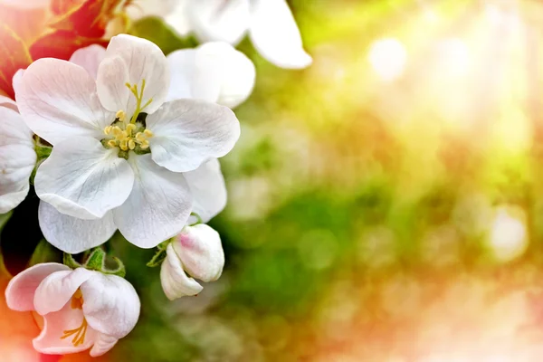 Jarní krajina. Kvetoucí jabloň. Jarní kvetoucí zahrada. — Stock fotografie
