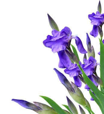 Beyaz arka plan üzerinde izole bahar çiçekleri Iris. güzel flo