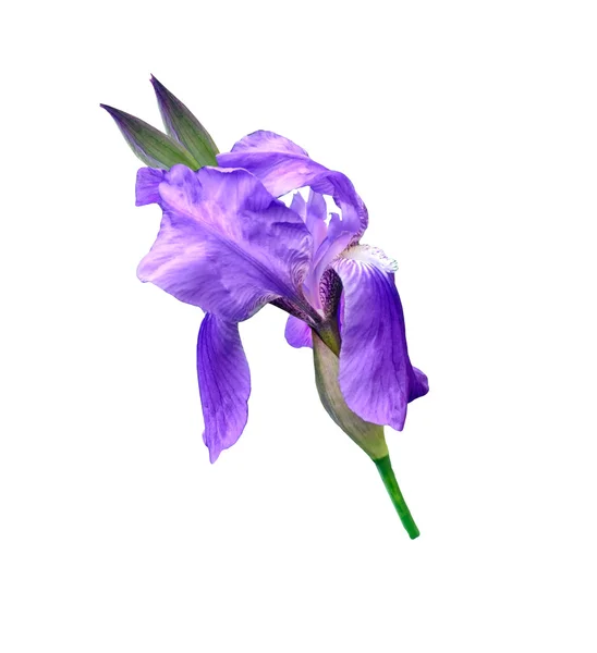 Iris fiori primaverili isolati su sfondo bianco. bellissimo flo — Foto Stock