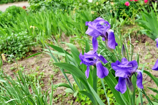 Pemandangan musim semi. Blue beautiful garden flowers irises — Stok Foto