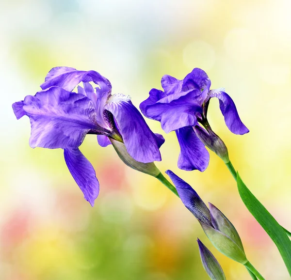 Spring landscape. Blue beautiful garden flowers irises — Stock Photo, Image