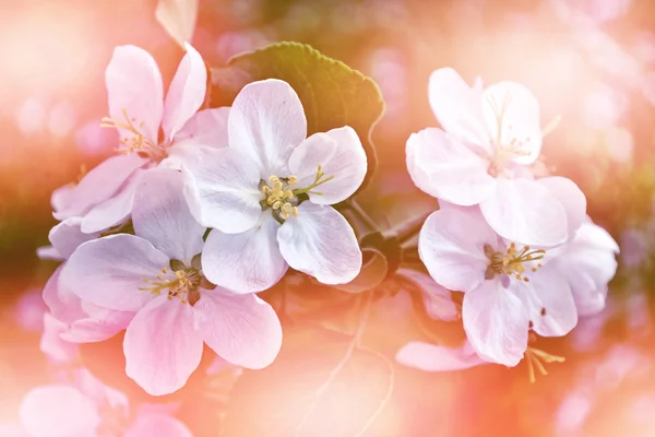 Frühlingslandschaft. blühender Apfelbaum. Frühjahrsblühender Garten. — Stockfoto