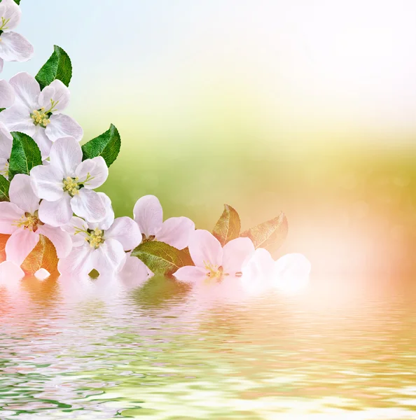 Jarní krajina. Kvetoucí jabloň. Jarní kvetoucí zahrada. — Stock fotografie