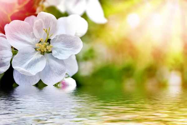 Lente landschap. Bloeiende appelboom. Bloeiende lentetuin. — Stockfoto