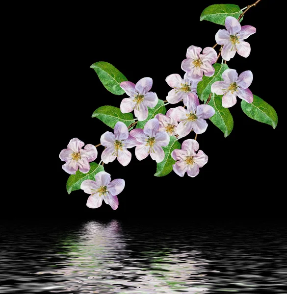 Bílé květy jablka větev — Stock fotografie
