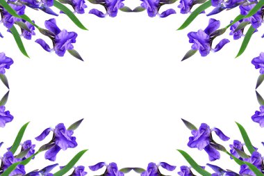 Beyaz arka plan üzerinde izole bahar çiçekleri Iris. güzel flo