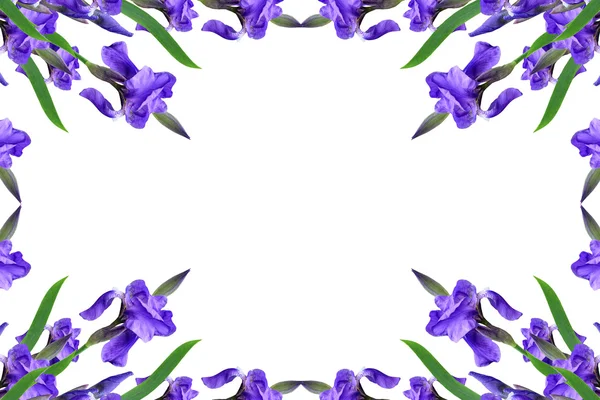 Flores de primavera iris aislado sobre fondo blanco. hermoso flo —  Fotos de Stock