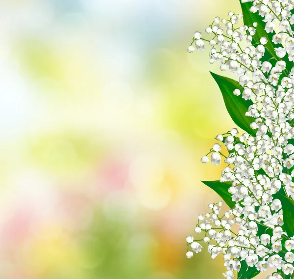Crin de flori din vale — Fotografie, imagine de stoc