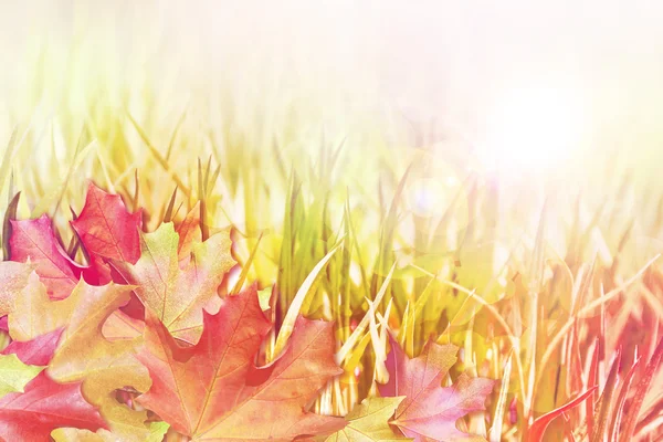 Abstrakter Hintergrund der Herbstblätter — Stockfoto