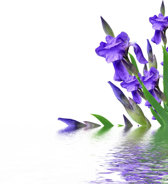 Spring flowers  iris isolated on white background. beautiful flo — Stock Photo, Image