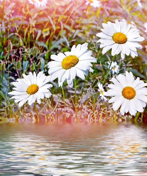 野生の花のヒナギク。白いカミツレの花 — ストック写真