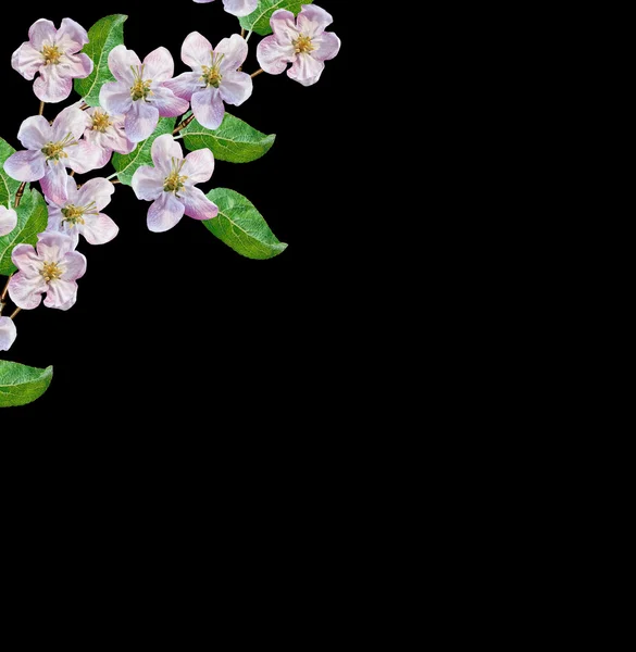 Rama de flores de manzana blanca — Foto de Stock