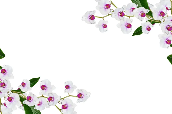 Orchidea kwiat izolowane na białym tle. — Zdjęcie stockowe