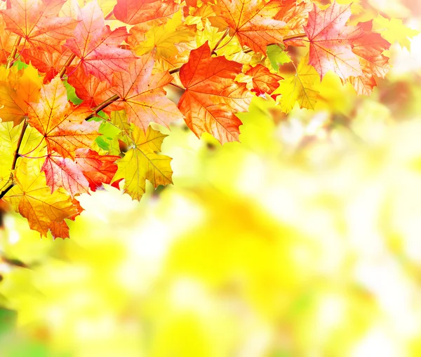 Herfst bladeren. Herfst tijd. Gouden herfst. — Stockfoto