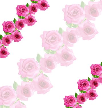 Tomurcuklar çiçek gül. 