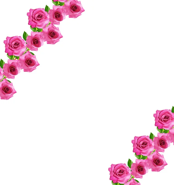 I boccioli di fiori rose . — Foto Stock