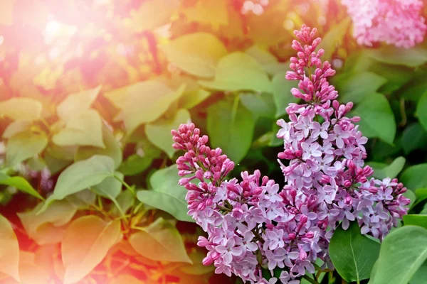 Spring landscape. Fragrant branch of beautiful flowers lilac. — Stock Photo, Image