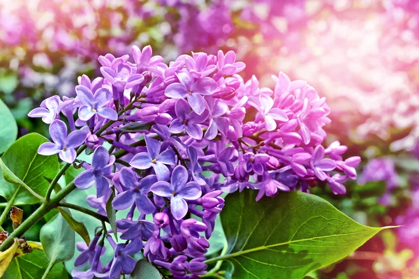 Spring landscape. Fragrant branch of beautiful flowers lilac. — Stock Photo, Image