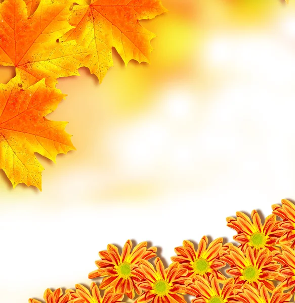 Fogliame autunnale. Autunno d'oro . — Foto Stock