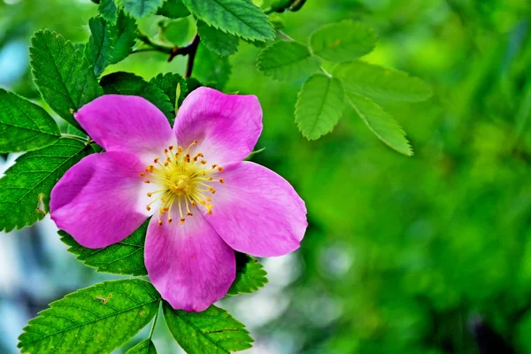 Paisaje, rosa mosqueta — Foto de Stock