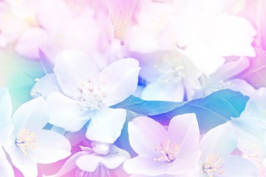 Beyaz Yasemin çiçek. Şube hassas bahar çiçekleri