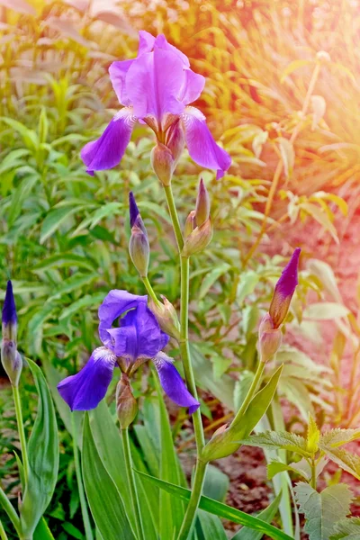 Pemandangan musim semi. Blue beautiful garden flowers irises — Stok Foto