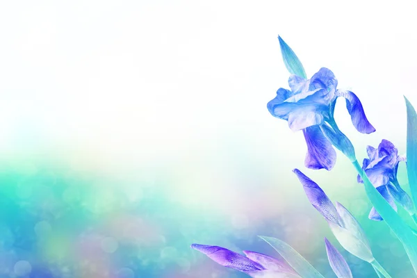 Lente landschap. Blauwe mooie tuin bloemen irissen — Stockfoto