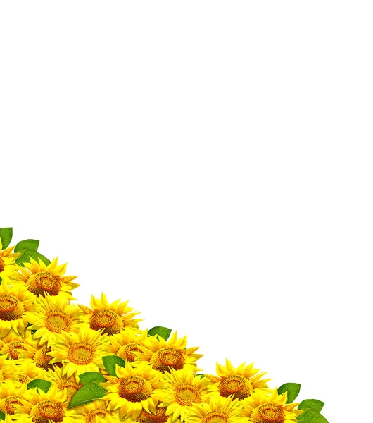 Schöne Sonnenblume isoliert — Stockfoto